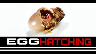 Egg Hatching In Incubator