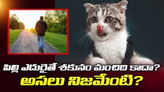 పిల్లి ఎదురైతే శ‌కునం మంచిది కాదా?.అస‌లు నిజ‌మేంటి ? Telugu Devotional | the cat | Omen | R24 Telugu