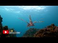 how to gopro9 black【scuba diving underwatersetting】設定・ハウジング・商品紹介