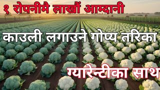 १ रोपनीमै लाखौंको आम्दनी काउली खेती गर्ने गोप्य तरिका  | Cauliflower Farming