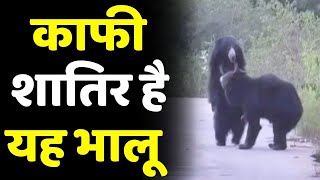 #Viral_Video - काफी शातिर है यह भालू  ...खुद देखिए | Clever | Bear | Viral Video | Viral