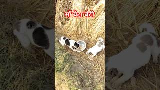 माँ बेटा बेटी #jindharyana #viralnews #jind #news #latestnews #shortvideo #shorts #short #shortsfeed