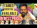 Hand tamed cocktail |  tamed birds best price | bird price in Bangalore