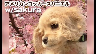 アメリカンコッカースパニエル 子犬＊春さんぽで初体験