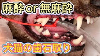 結局どっち？一番効果的な歯石除去のやり方【犬の歯石除去】