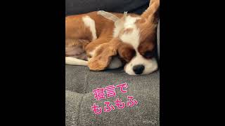 キャバリアの寝言犬