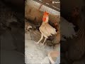 broiler and desi chicks transformation danger birds chikens