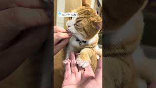 【お手する猫】今日も短足マンチがお手するよ! #お手する猫 #猫  #cat #shakeapaw  #shorts