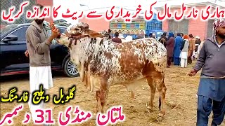 Today Multan Cow Mandi Fresh Video | Multan Mandi ki Video || Global Village Farming