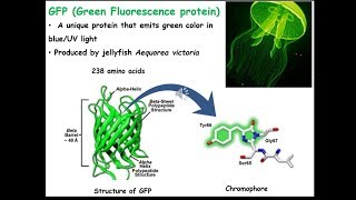 GFP (Green Fluorescent Protein). GFP tagging