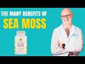 The Many Benefits of Sea Moss