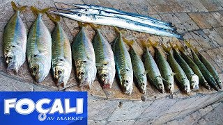 Hamsi fileto ile Dev İstavrit ve Zarganalar! Foça Fishing for horse mackerel アジングゲーム