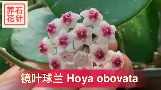 球兰开花：镜叶球兰（倒卵叶球兰） Hoya obovata bloom