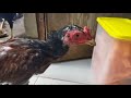 AYAM BERKOKOK II SUARA AYAM II SUARA AYAM JAGO BERKOKOK DI PAGI HARI