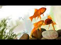 Fish Tank and Relaxation | SELChannel