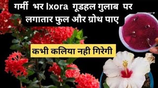 🔴गुडहल गुलाब ixora  की पोधे मे फूल और कलीयों की बरसात होगी कलीया कभी नहीं गिरे गा#Homemadefertilizer