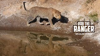 Opportunistic Leopard Hunt After Mating | Maasai Mara Safari | Zebra Plains