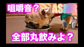 【ASMR】ドライフードだけを食べるパグの子犬の咀嚼音【パグつくし/pug】