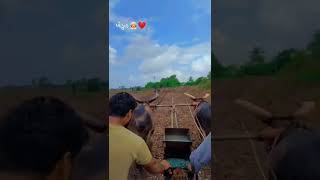 ખેડુત ❤️🥰 ll khedut putra ll khedut status ll farmer status ll WhatsApp status ll#shorts /#khedut