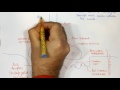 neuromuscular junction nmj structure and action