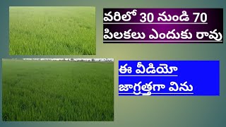 వరిలో 30 నుండి 70 పిలకలు ఎందుకు రావు.ఈ 5 పద్ధతులు పాటించు