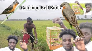 Catching Red Birds Catch Brown Red And Spat Bad Ones (Beze Hunting)