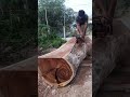 Husqvarna Chainsaw Cutting Big Wood #chainsaw #husqvarna #shorts #1587