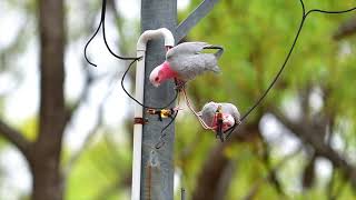 電線を破壊するモモイロインコ