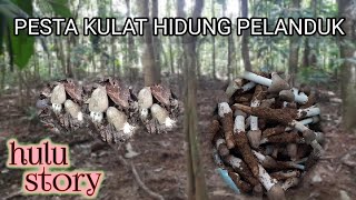 Mencari kulat hidung pelanduk yang tumbuh segar selepas hujan | cendawan liar | wild mushroom