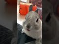 バナナをおねだりしに来たうさぎ うさぎ バナナ bunny ネザーランドドワーフ