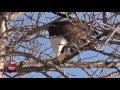 bald eagle fest at mentor marsh state nature preserve