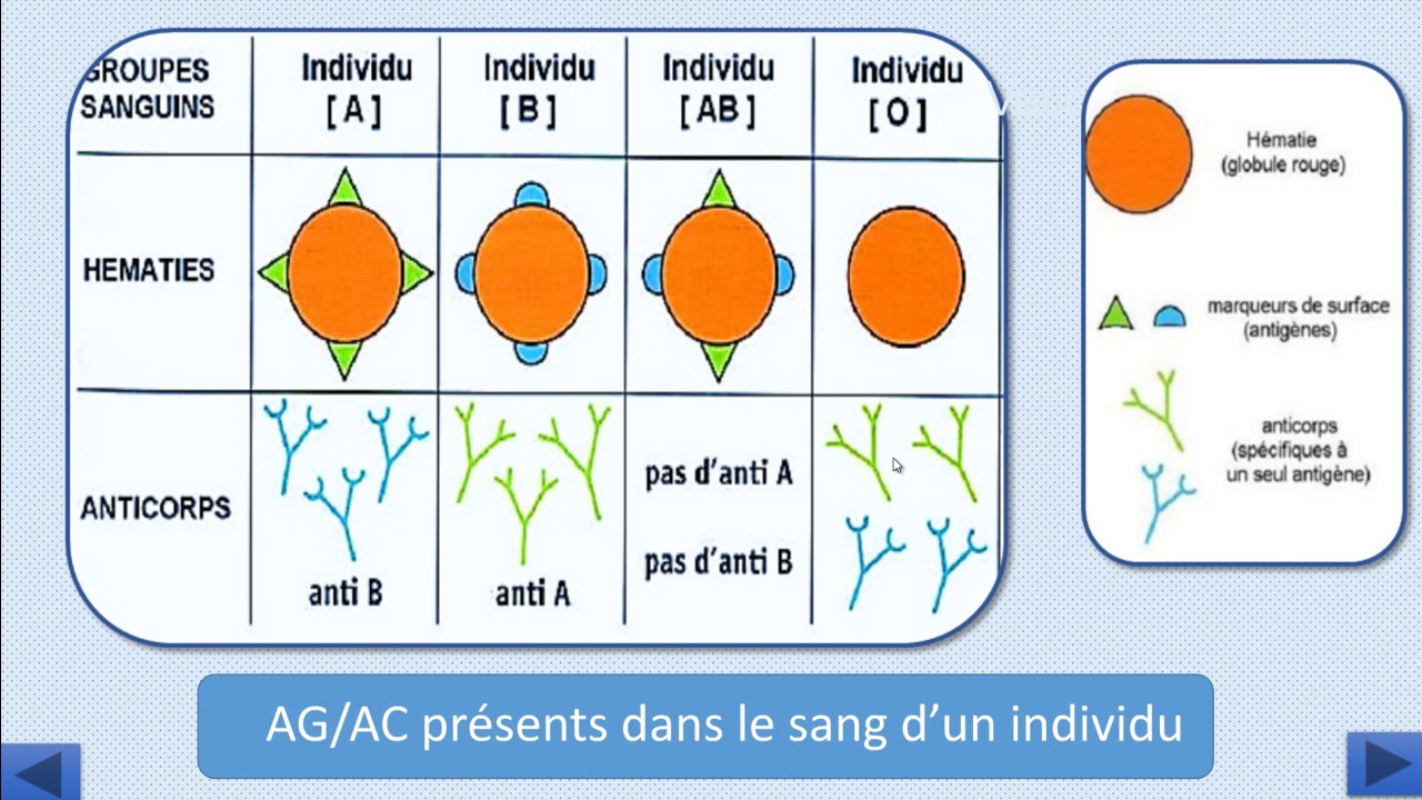 Exercice : Groupes Sanguin - YouTube