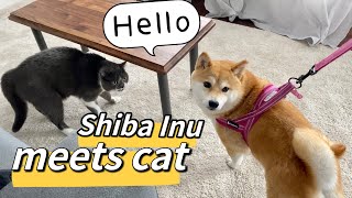 When Shiba meets a cat?｜當柴犬春卷見到貓貓會怎樣呢？｜Shiba Harumaki柴犬春卷 《English Subtitles》