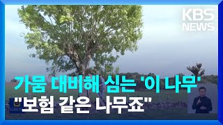 [글로벌K] 가뭄에 유용한 '물푸레 나무'…\