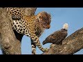 Mother Leopard hunting Eagle on tree as food for the Baby Leopard