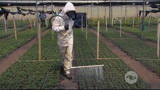 Biocontroladores en crisantemos como método efectivo para reducir químicos