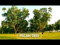 PECAN TREE - TN NURSERY