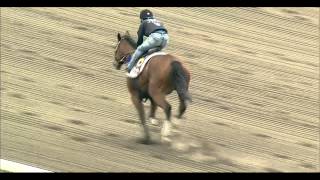 【競馬HD】　2015 7 16　函館記念　サトノプライマシー　調教動画