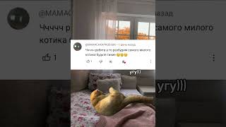 вххвхвххв,кринж какой-то..🙏 #мемныекоты #истории #cat #мем #прикол #котики