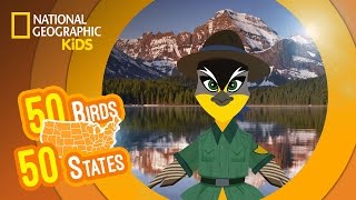 Montana - Feat. Rapper MC Lark the Western Meadowlark | 50 Birds, 50 States