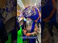 Teer wale babe da trend raniye || Nihang Singh || Khalsa #shorts