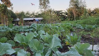 เก็บผักในสวนทำอาหารความสุขที่หลากคนอยากเจอ