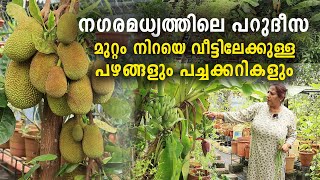 ന​ഗരമധ്യത്തിലെ പറുദീസ | മുറ്റം നിറയെ വീട്ടിലേക്കുള്ള പഴങ്ങളും പച്ചക്കറികളും | Farming at Home