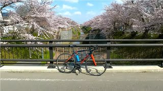 ロードバイクで秋田市新屋から楢山を観桜ライド