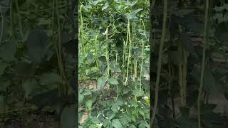 Vegetable Garden: Long String Bean 菜园：豇豆