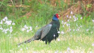 キジの地鳴き 母衣打ち【野鳥観察 鳥の鳴き声 バードウォッチング】Bird Call | Japanese Green Pheasant | Amazing red head |