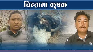 मुगुमा अज्ञात रोगले मर्न थाले चौरी र याक - NEWS24 TV