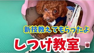 犬のしつけ教室☆新技教えてもらったよ(^^♪【トイプードルのサラ】Dog training