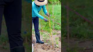 🌸溫柔的爲黃金串錢柳小樹苗綁線固定。等待它長成大樹🌲