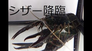 シザー：漆黒のザリガニ　4匹お迎えしました！/4 Black Crayfish Scissor Coming!